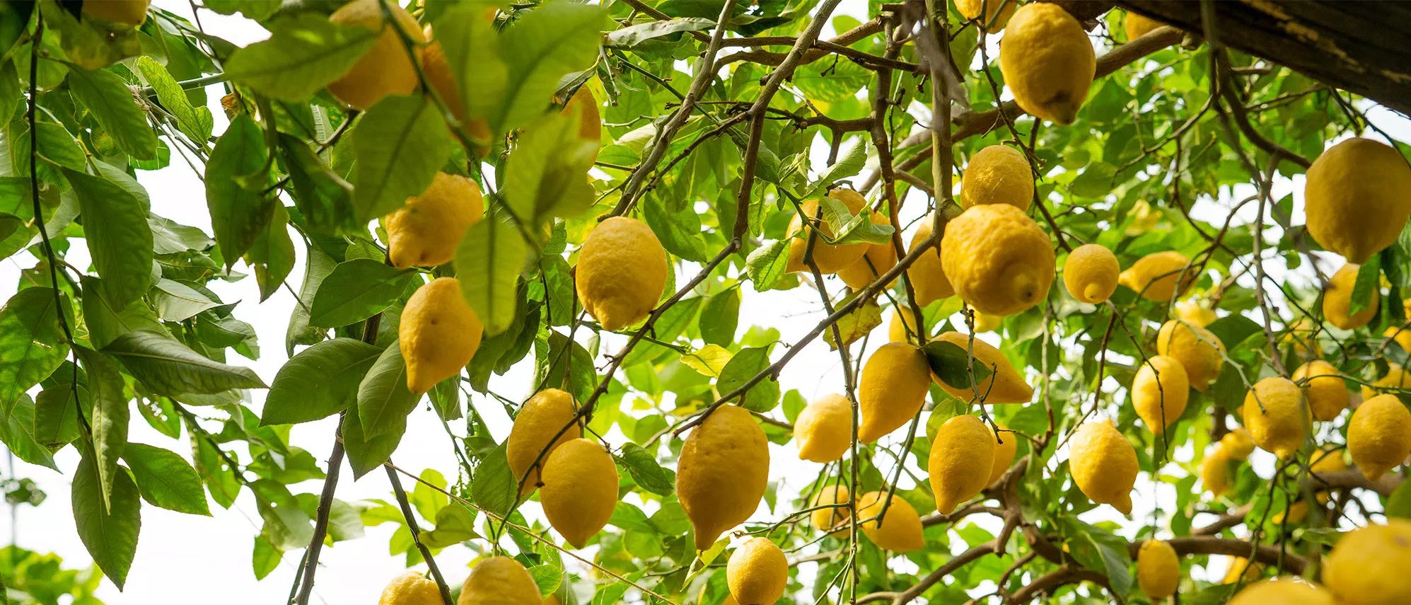 A lemon tree laden with ripe, yellow lemons hanging amongst green leaves.