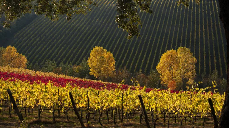 Beautiful yellow vineyard