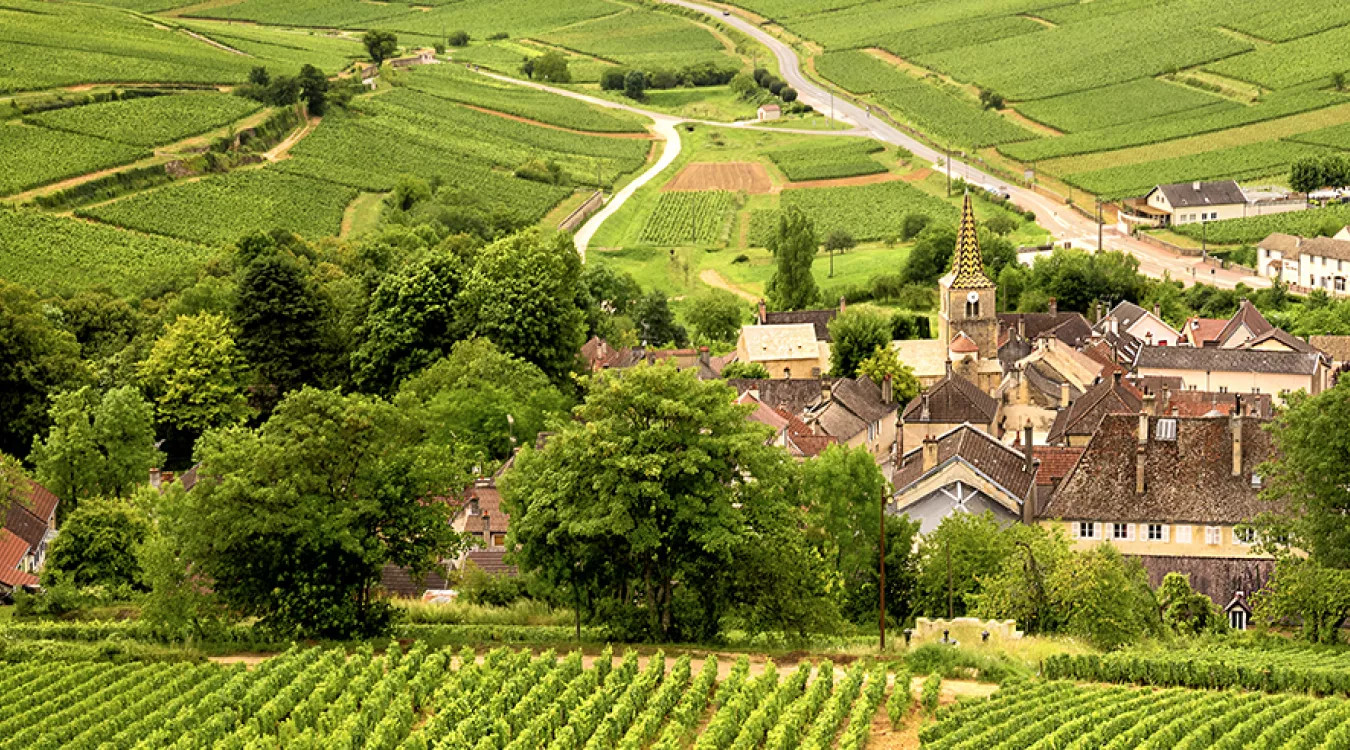 A stunning view of vineyards in Burgundy, France.