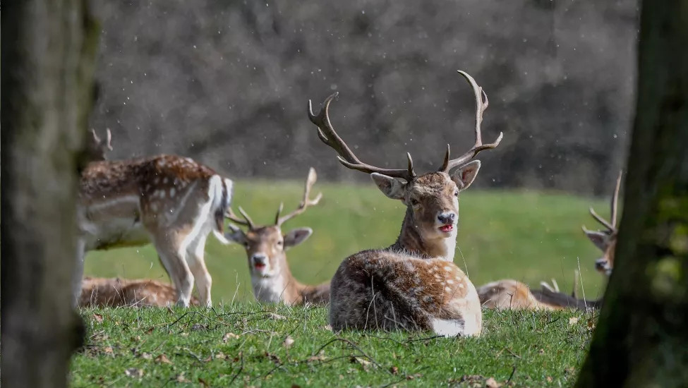A collection of deer grazing on the grounds of Chatsworth House.