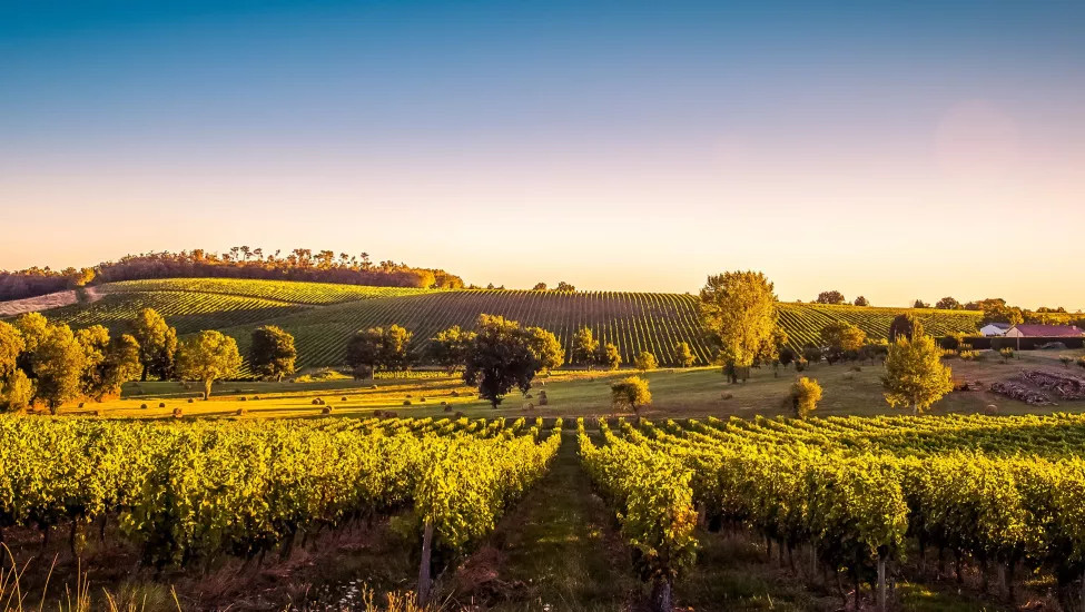 A vineyard in Southern France, illuminated by the sunset.