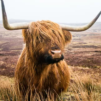 An image of a Scottish Highland cow.