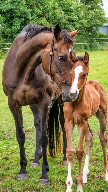 Two horses grazing in a field together.