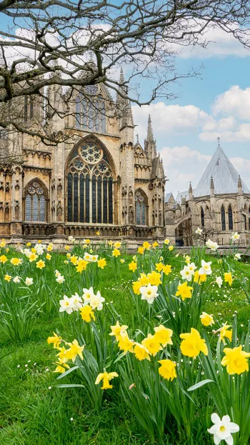 A view of Lincoln Cathedral, with daffodils adorning the foreground.