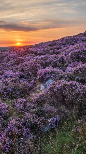 Fields of lavender adorn the Peak District at sunset.