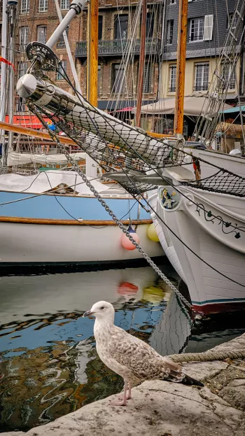 A seagull stands watching over the boats in Honfleur.