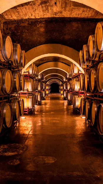 Barrels of wine line the racks of a wine cellar.