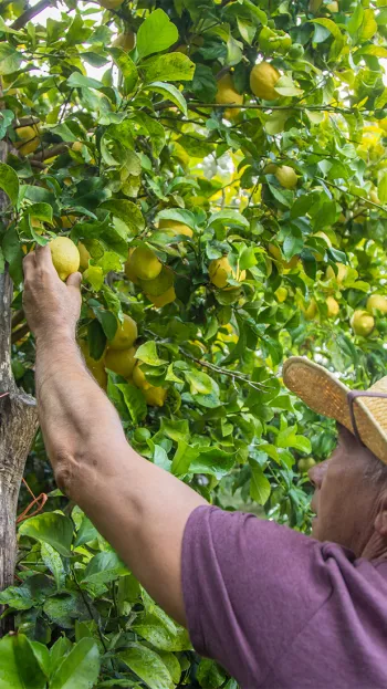 A farmer picking a lemon from a lemon in a grove in Sicily.