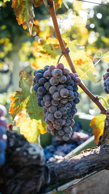 Wine making grapes hanging from a vine in a vineyard.