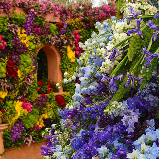 Hyacinths, Delphinium and other exotic flowers exhibited at the Chelsea Flower Show.