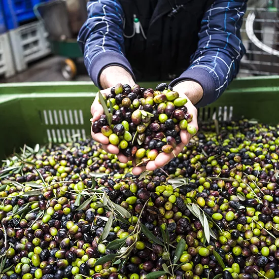 A worker craddling a handful of Olives from a basket at an olive farm.