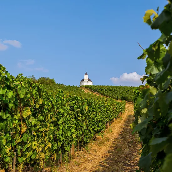 A view of a vineyard in the Tokaj Wine Region.