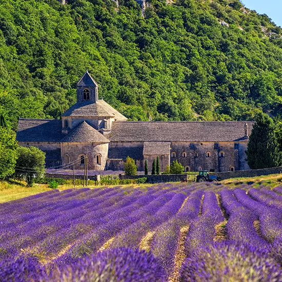 A view of Senanque Abbey and the iconic lavender fields surrounding it.