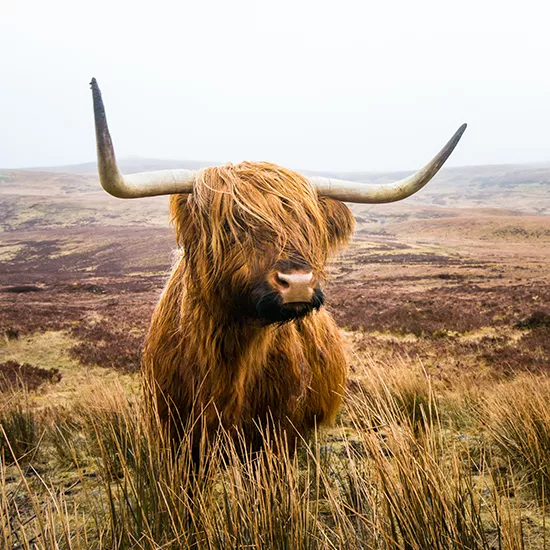 A horned Highland Cow, grazing in the highlands.