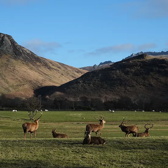 Red Deer and sheep grazing in the fields of Arran.
