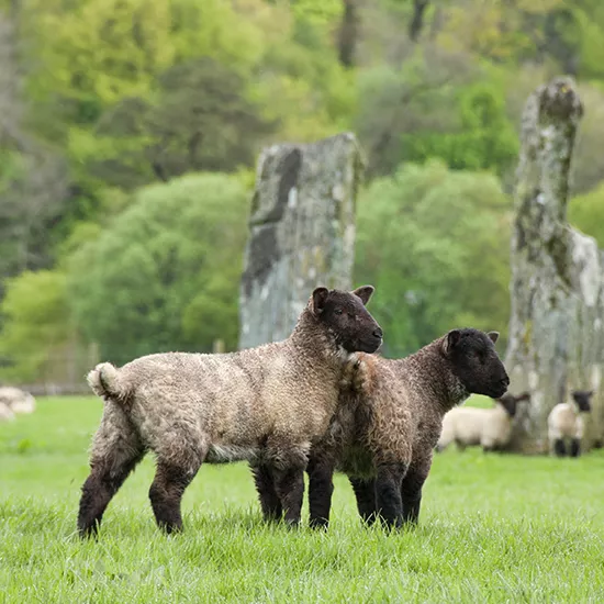 Sheep grazing on the fields at Kilmarin, with old stone structures in the background.
